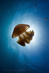 Jellyfish.  Ningaloo Reef, Western Australia.  Canon 50D ... by Ross Gudgeon 